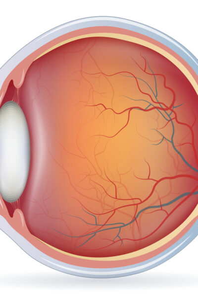 Anatomy of the human eye