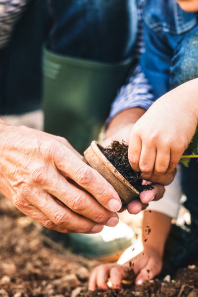 Grandparent and child plant greenery in a pot
